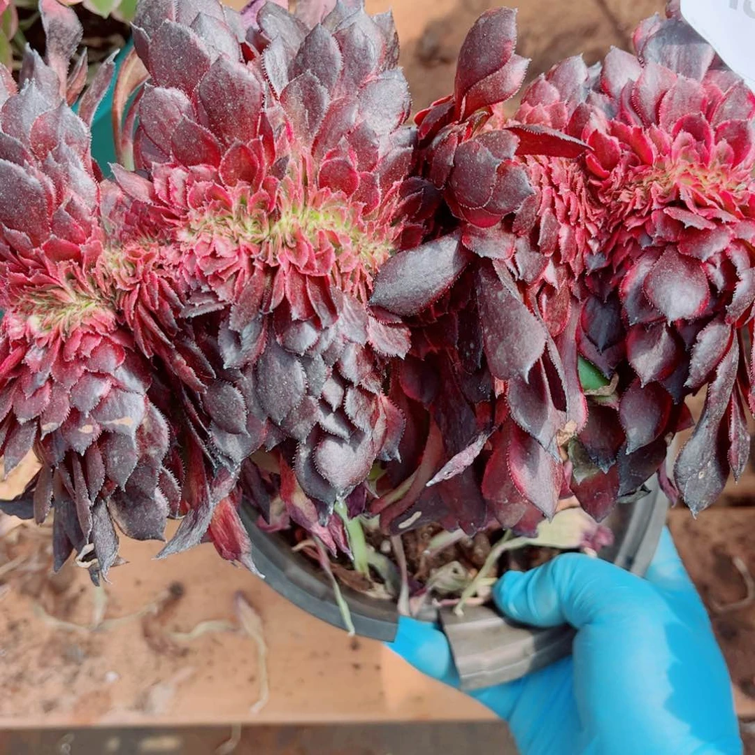 多肉植物565黑金刚