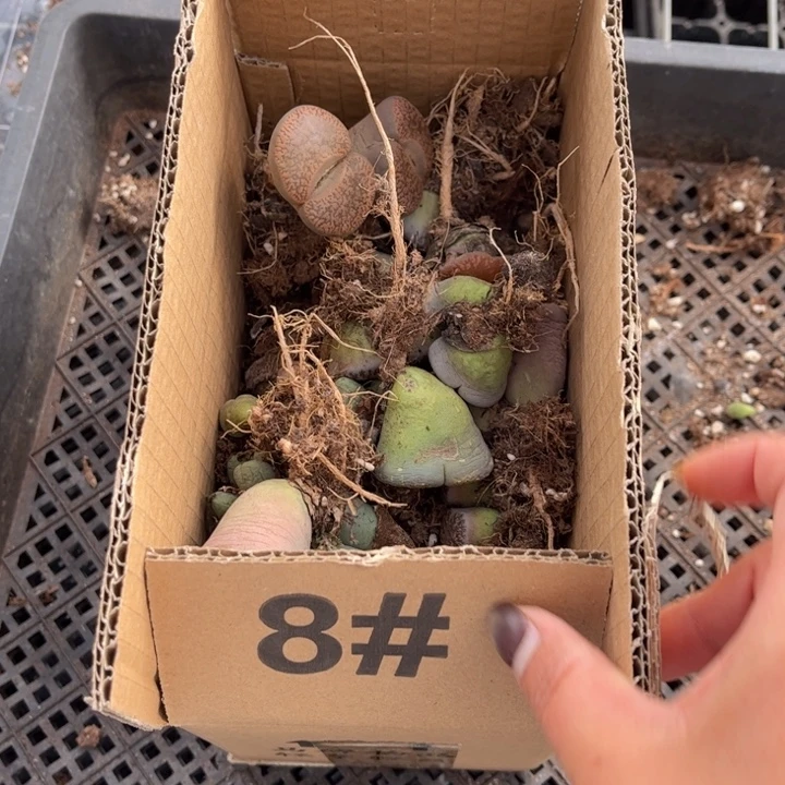 一箱母本888888888888