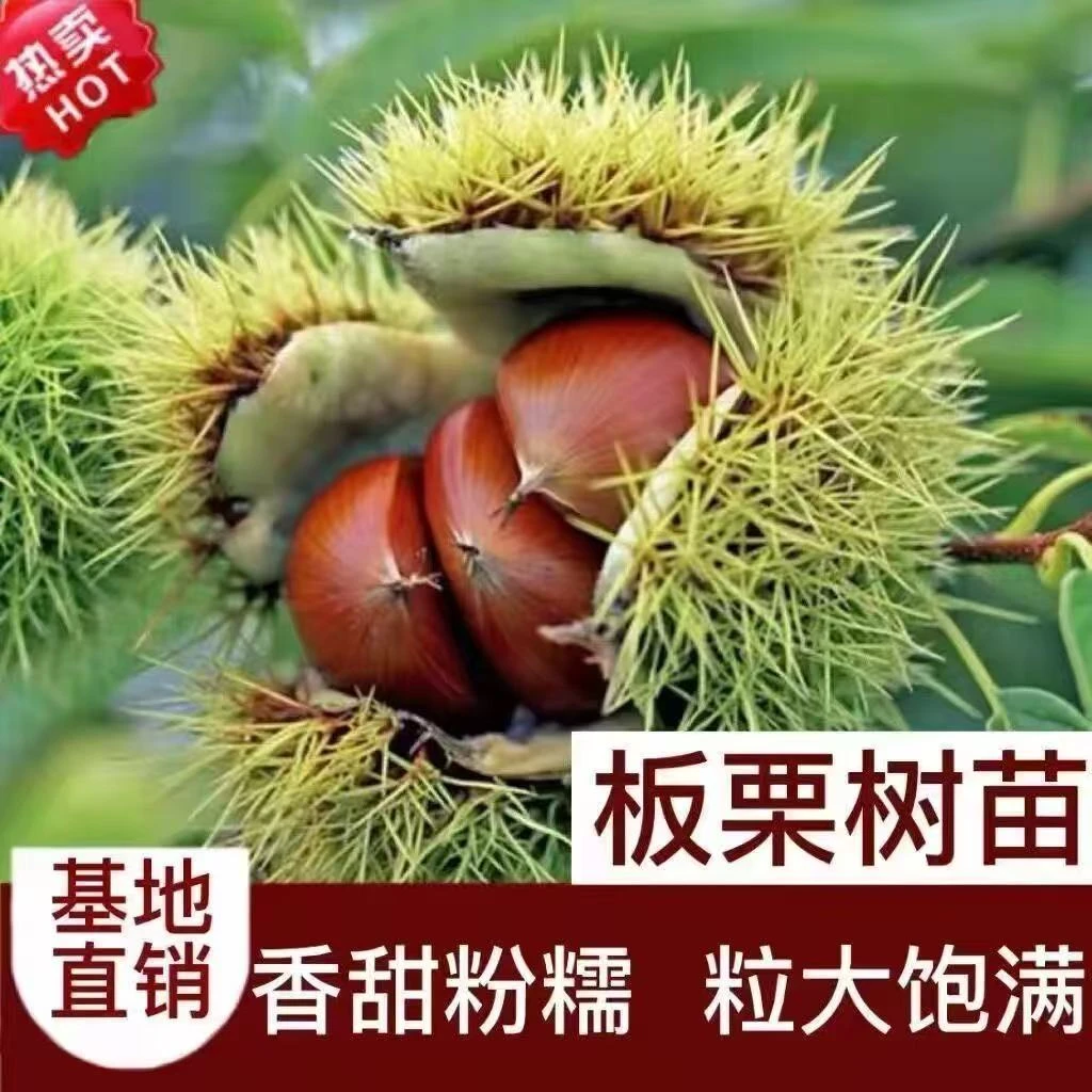 嫁接板栗苗树地栽南方北方种植大红袍特大板栗树果树果苗当年结果