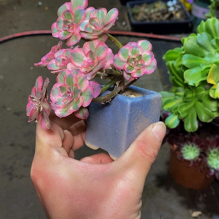 多肉植物保护研究所