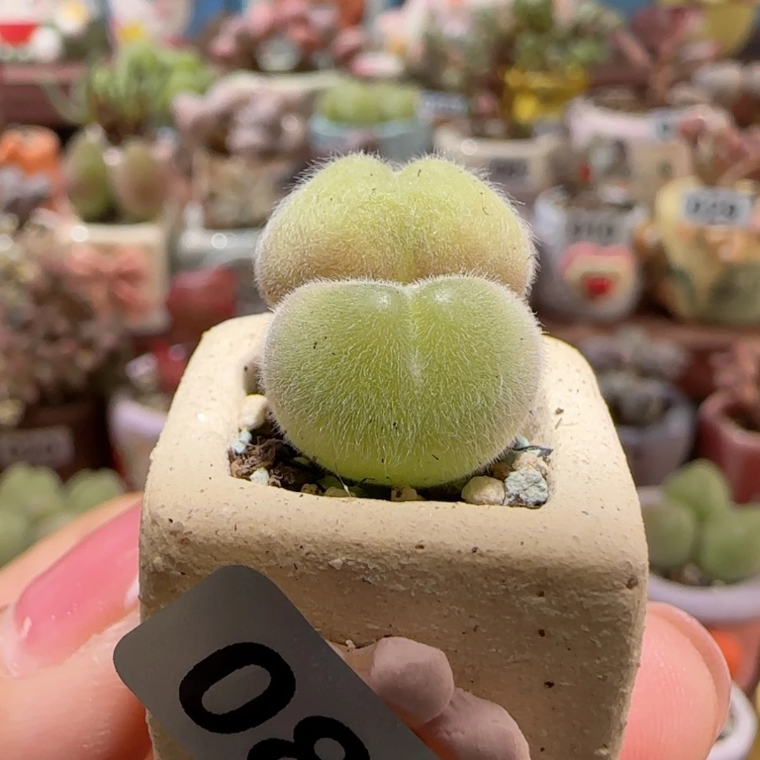 T可爱的小毛翠盆口1.5cm