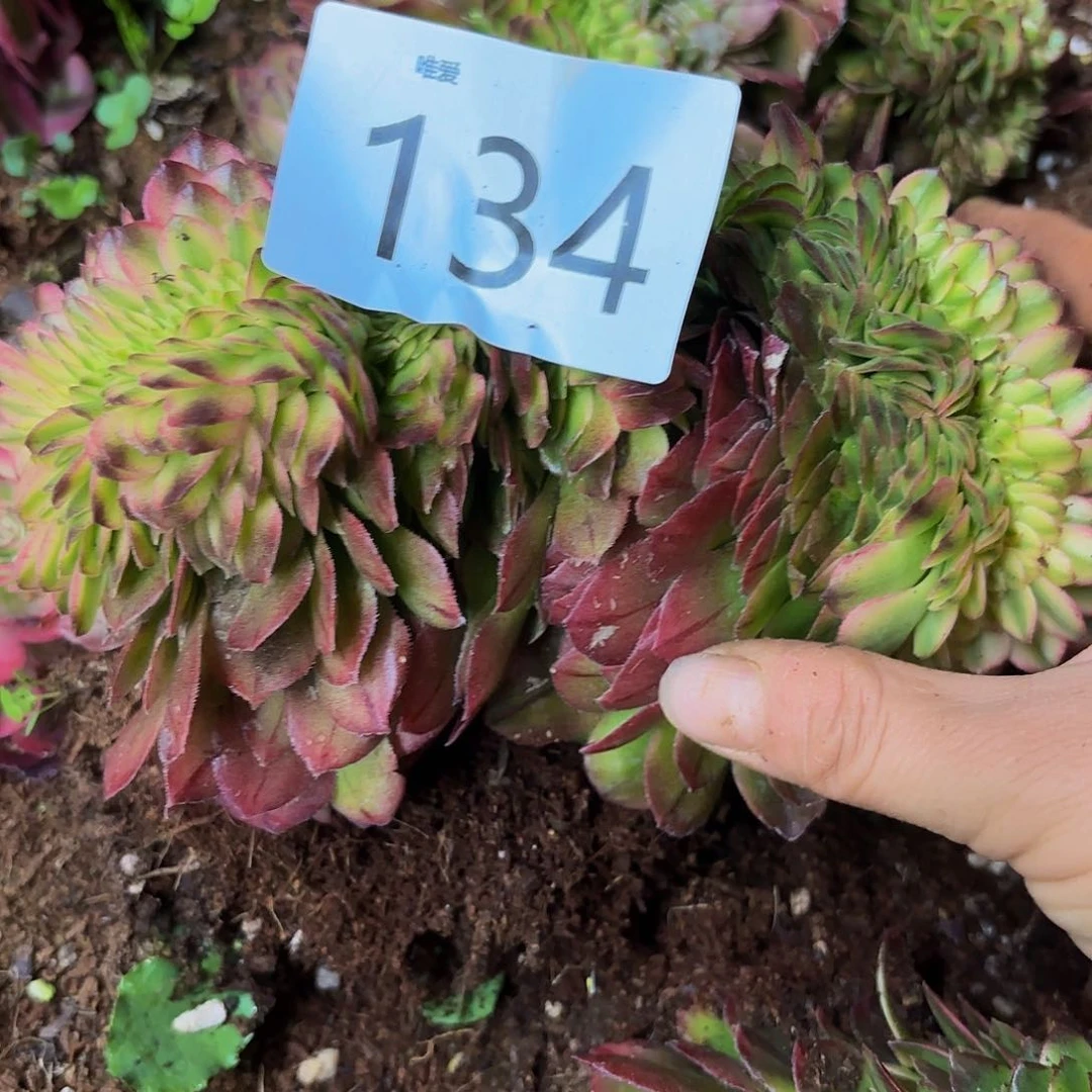 多肉植物福利134