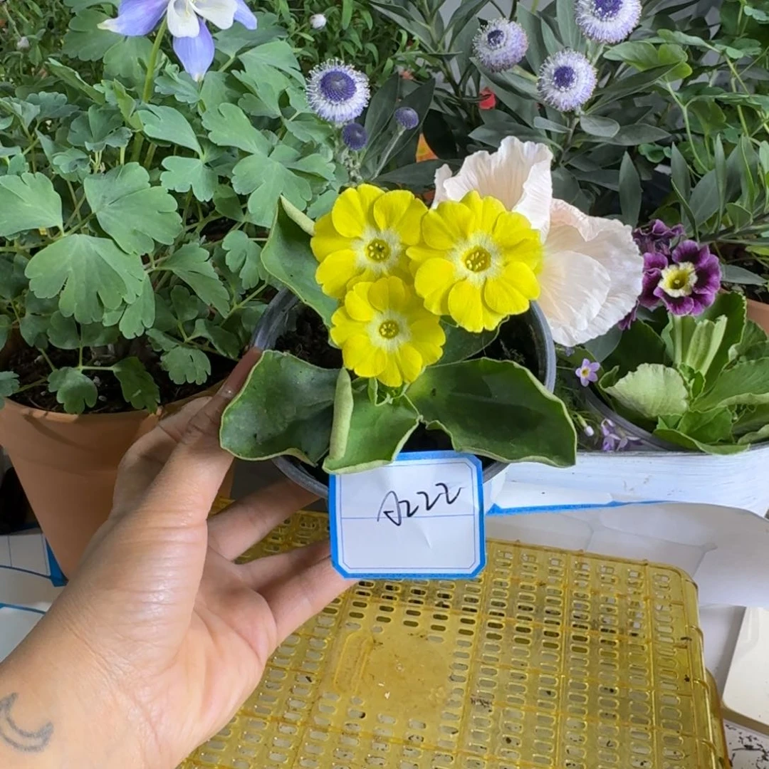 一物一拍    耳叶A222