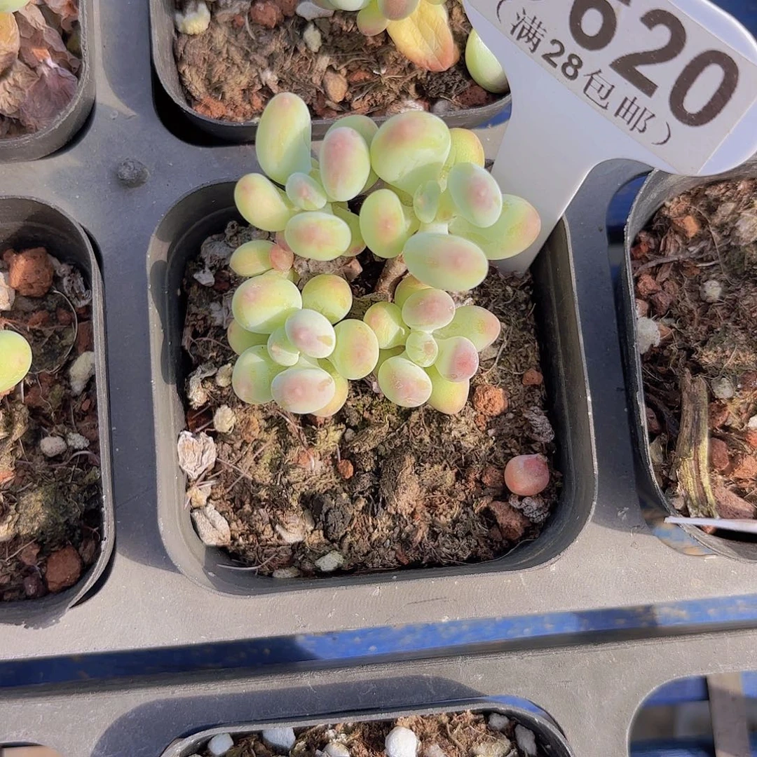 C620苹果奶一物一拍