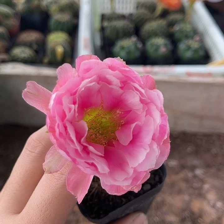 L33丽花牡丹花4公分起原盆土发货