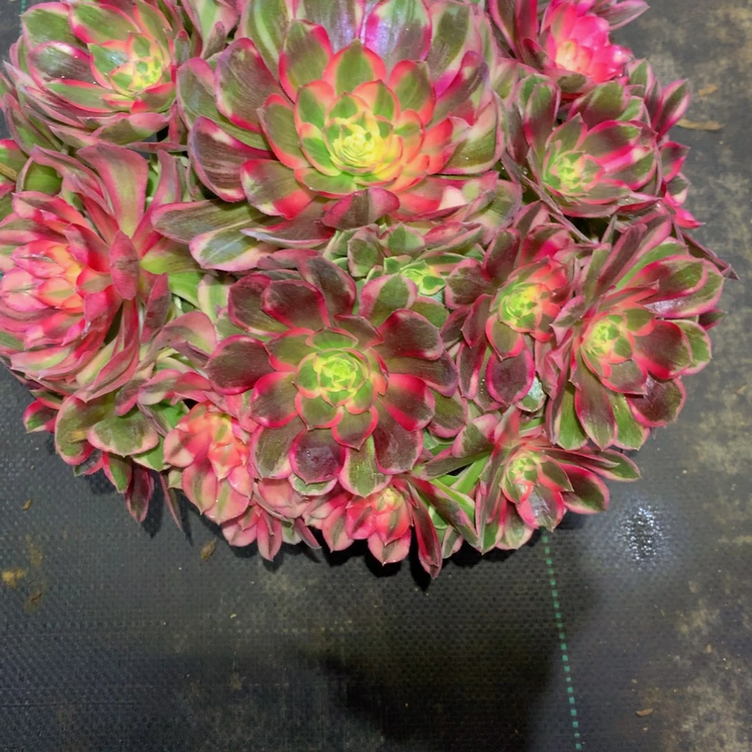 玉***雪法师多肉植物050玉芙蓉