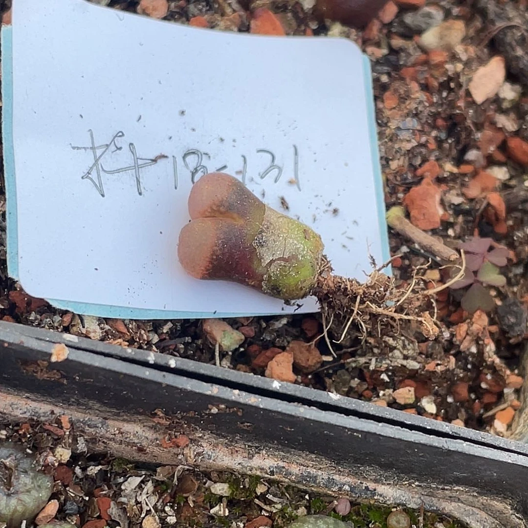 薄****18-131肉锥多肉植物