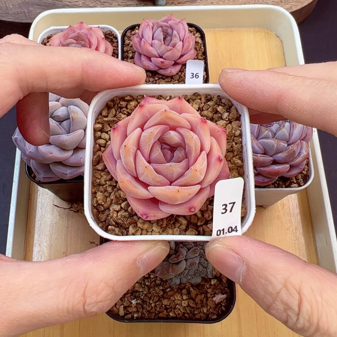 好好看37、哈哈哈哈