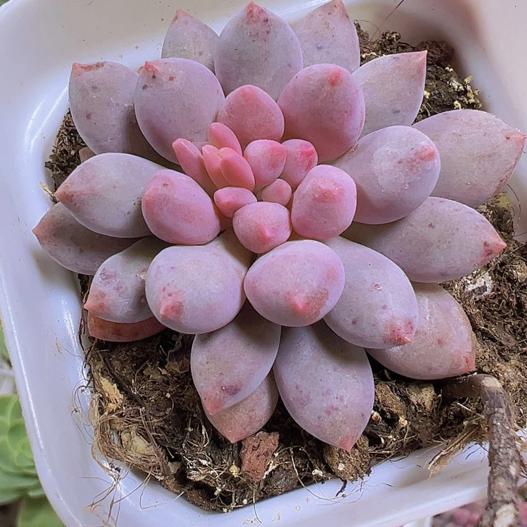 单头蓝舌香水19包邮