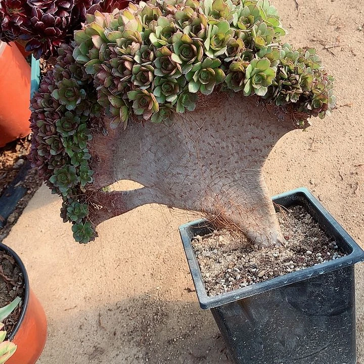 瑕疵万朵朵脱土发货啊