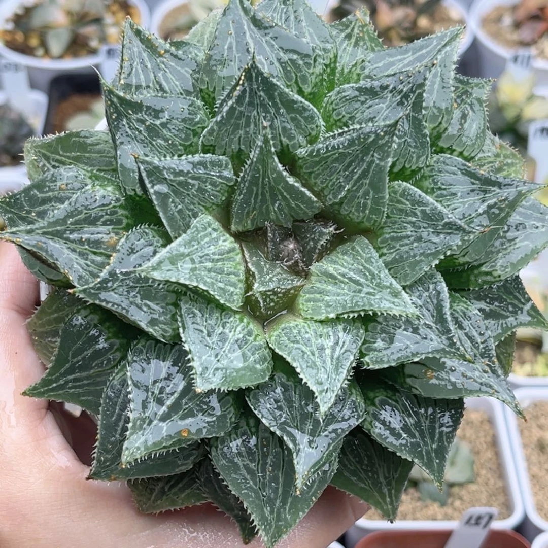 56非组实生寿福利专场