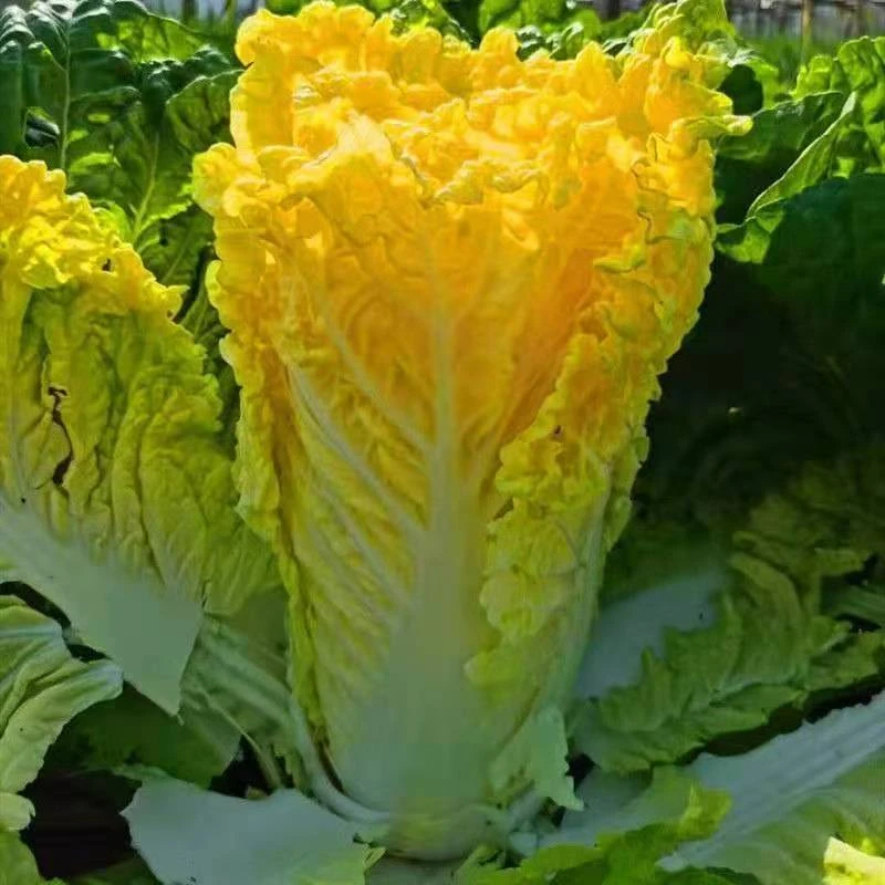 【黄心白菜种子】四季播种 庭院田地种植 农家蔬菜
