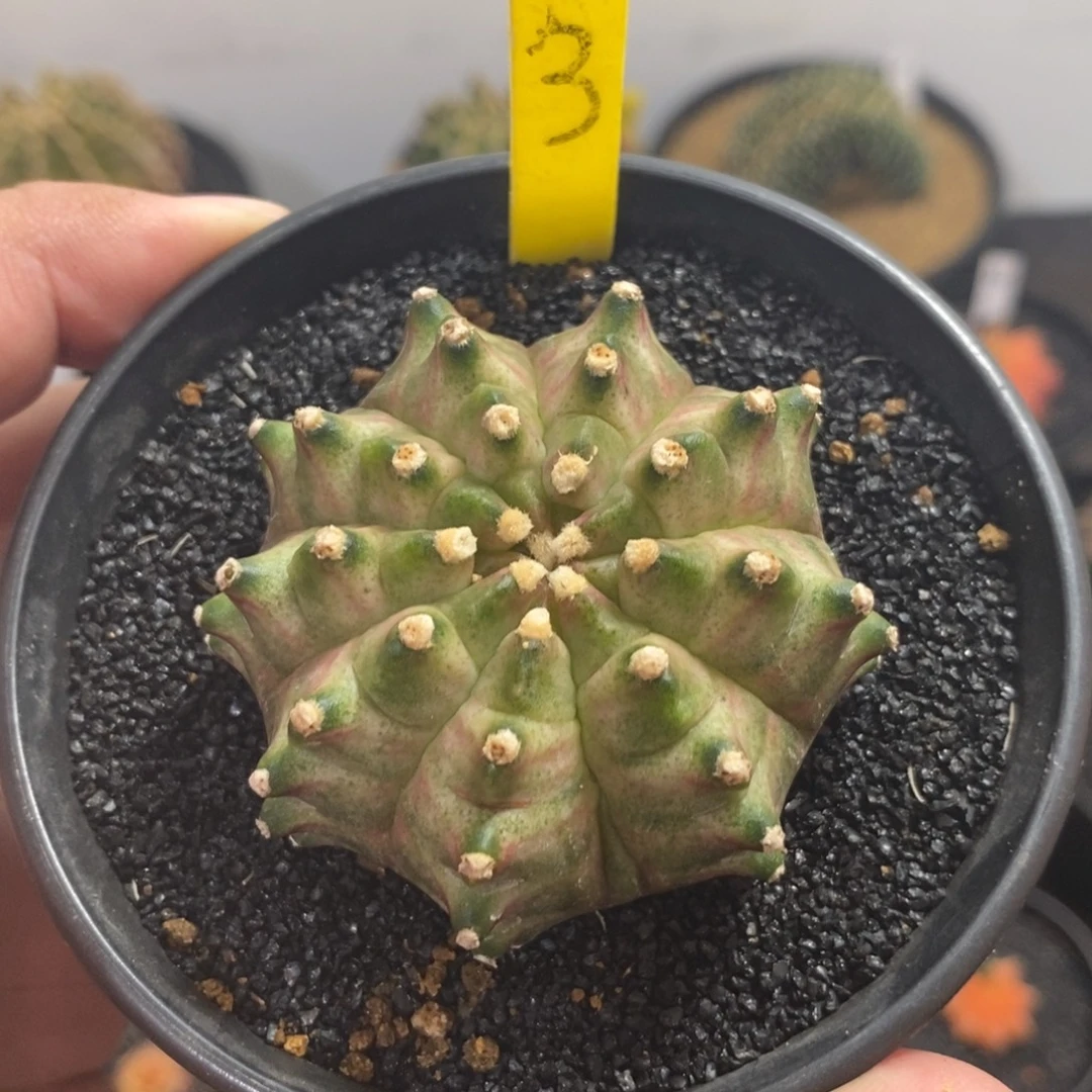 泰系实生轮回—带盆土发货5