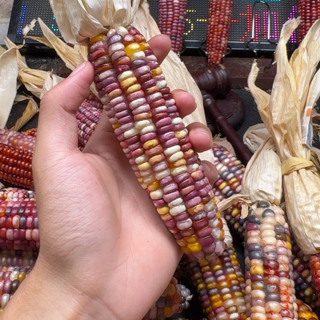 荼***白吊坠柏香籽/百香籽