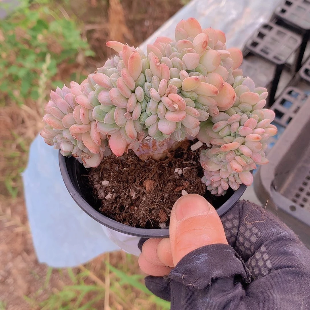粉珍妮缀化一物一拍35678899