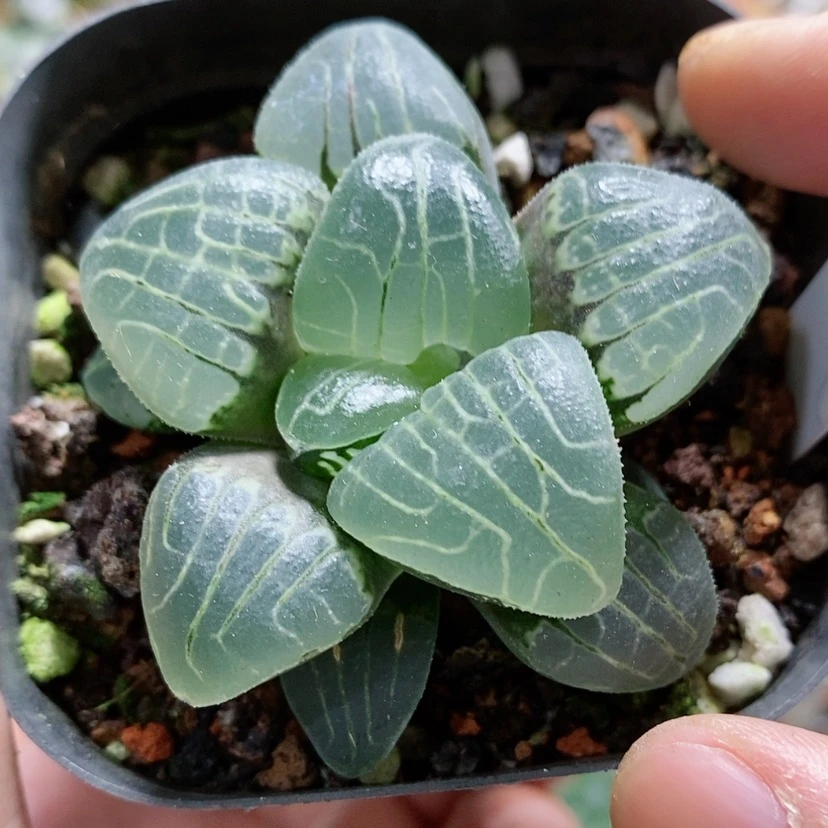 【闪购商品】19甜心