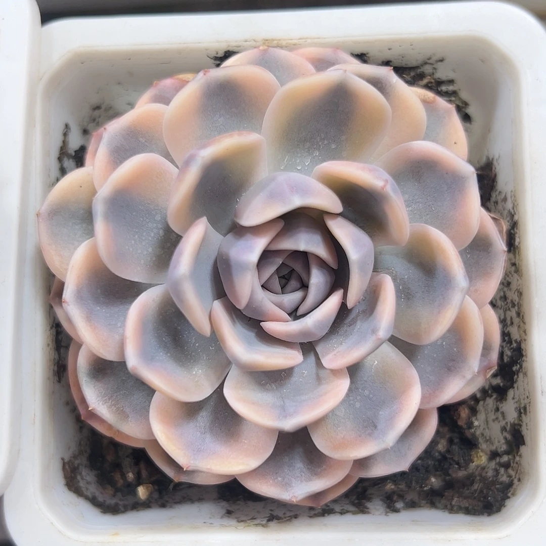 汉堡锦多肉植物锦