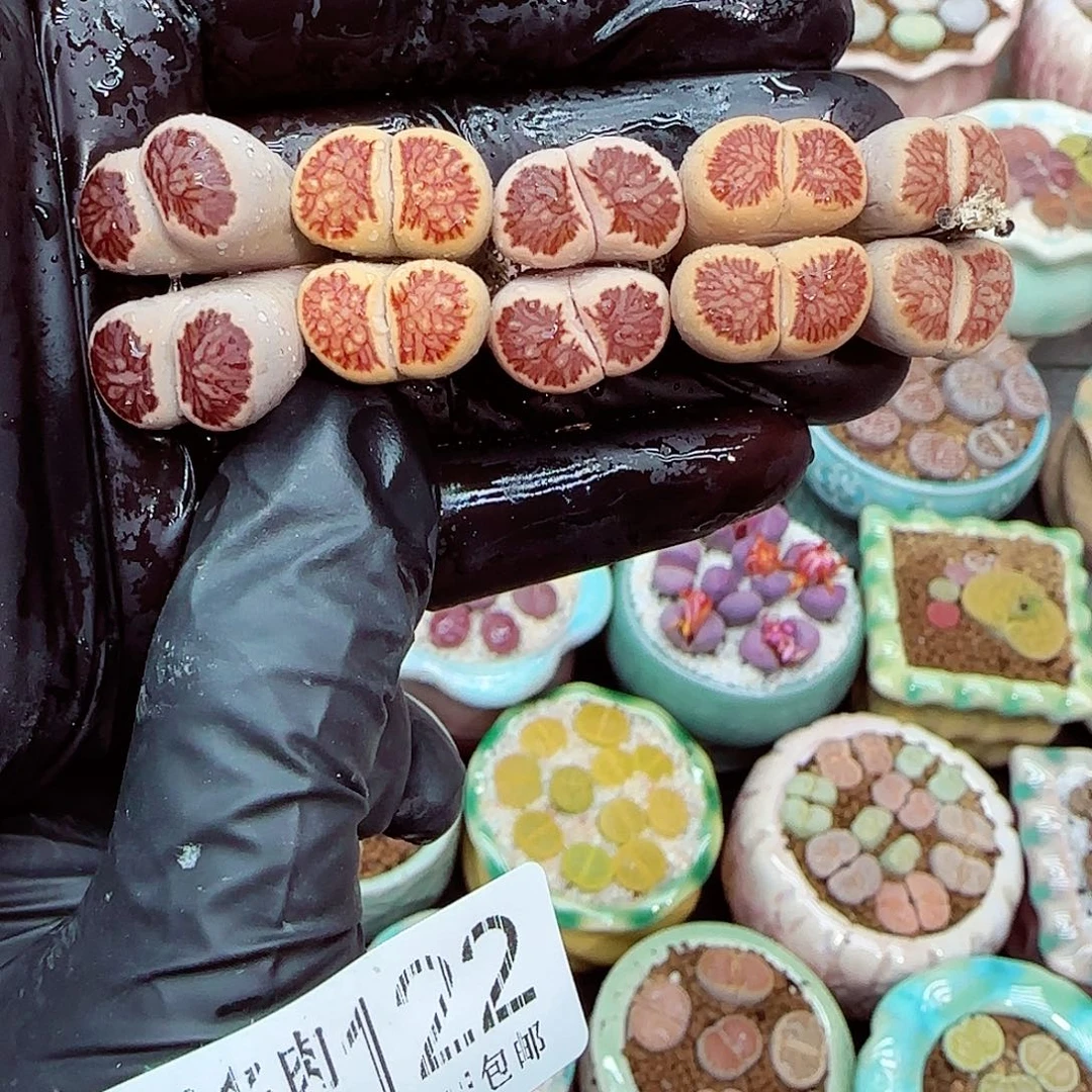 生石花满18包邮1207-122