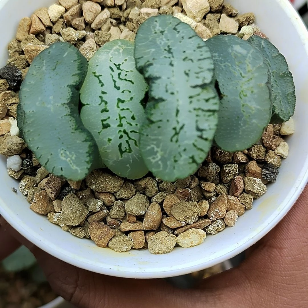 蓝翼玉扇 7厘米左右一物一拍带盆满38包邮发货