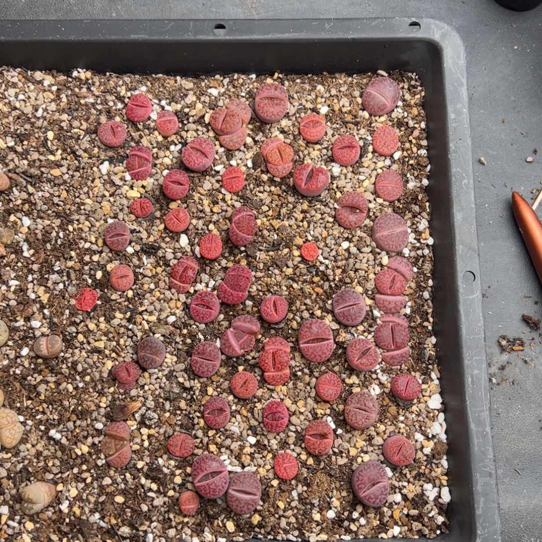 曦****80717号紫石榴半框 多肉植物