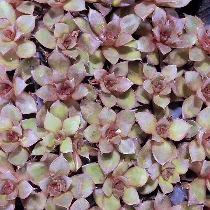 精品红玫瑰多肉植物