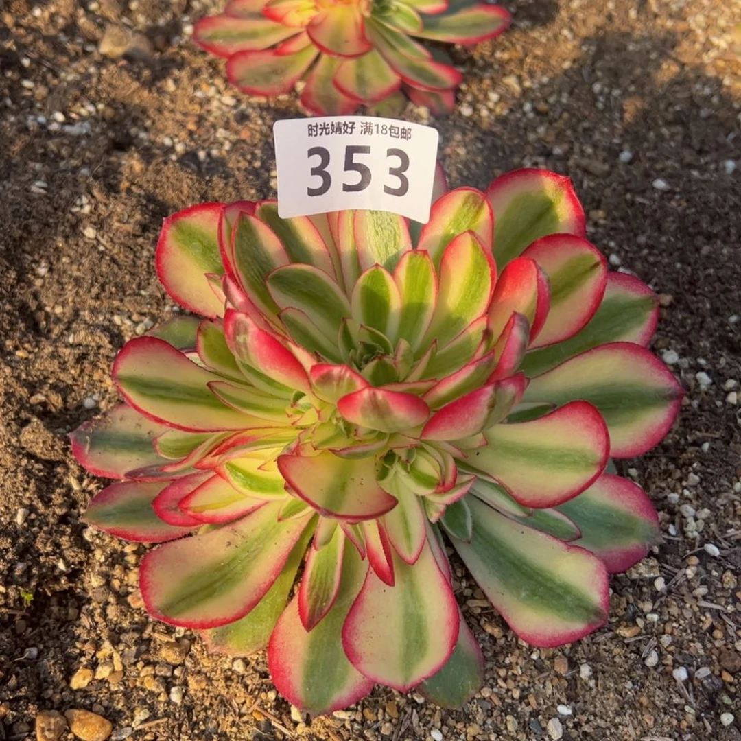 353荔枝多肉植物