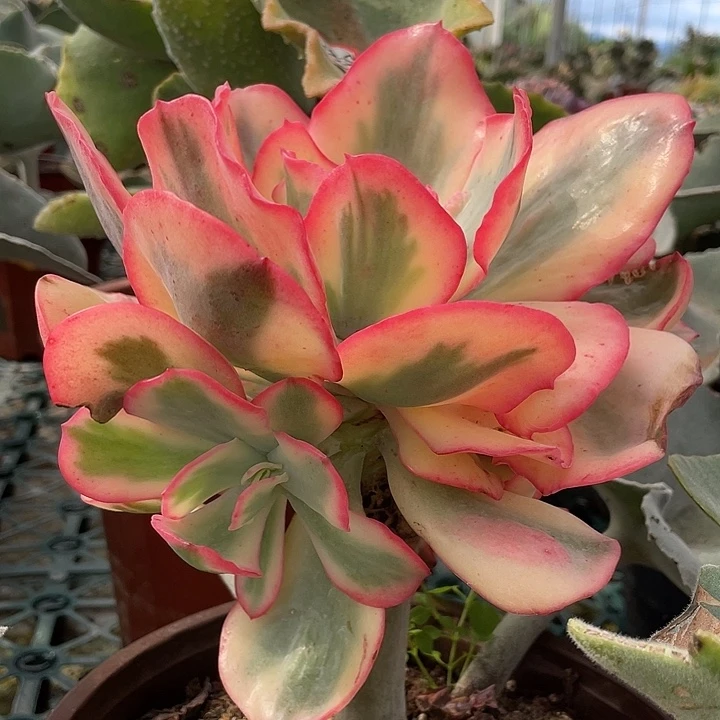 财瘤子舞会红裙锦侧芽