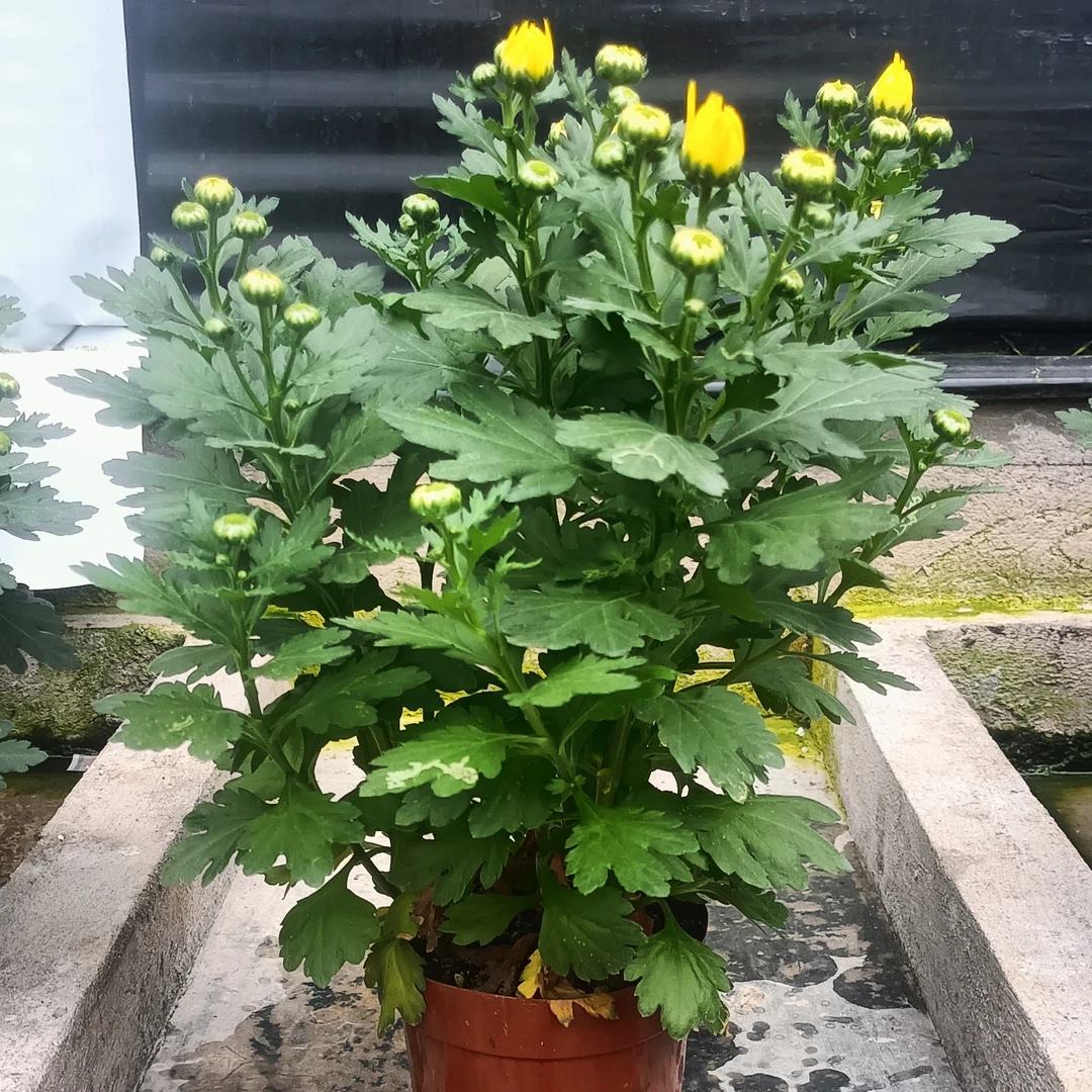 耐寒易活菊菊花盆栽绿植室内外四季开花花卉带花苞千头菊鲜花好养