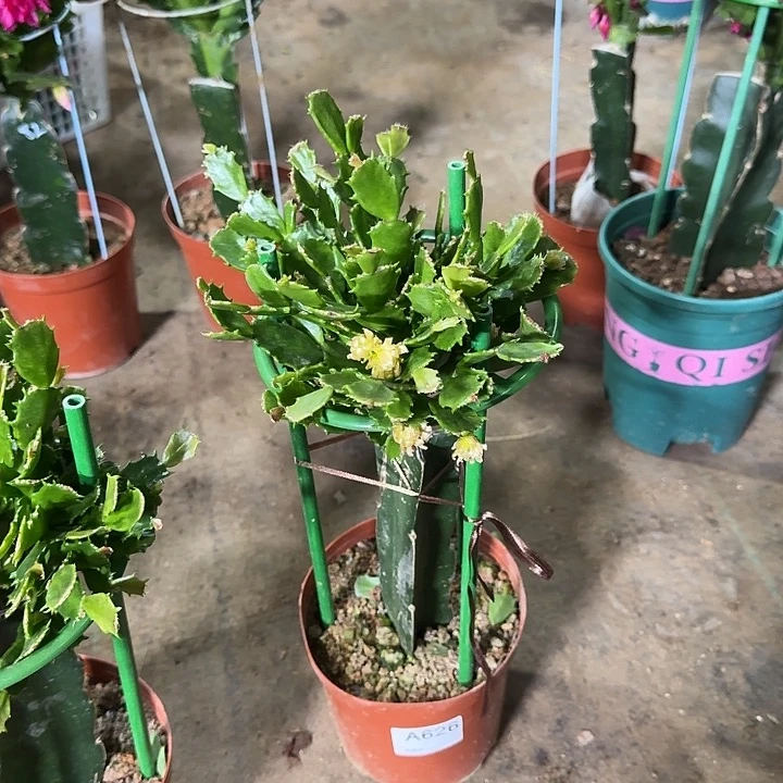 如***夏大部分开放少量花苞626嫁接050