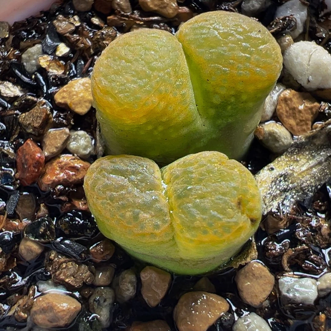 652多肉植物种类和