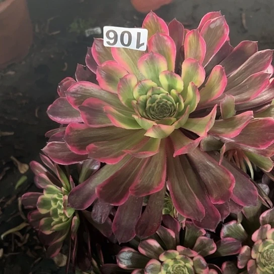 山****1多肉植物一个