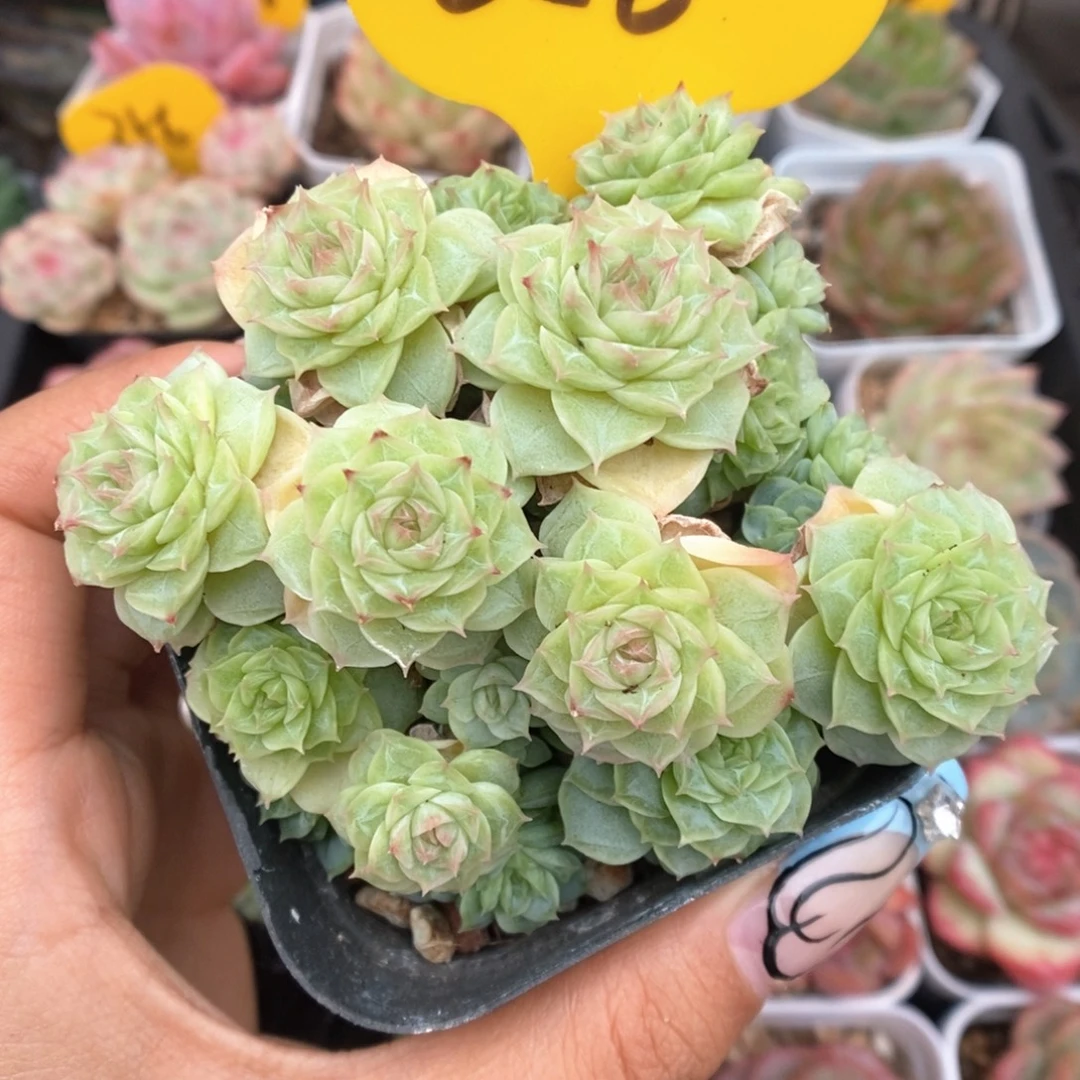 朵朵麦秆群生858号