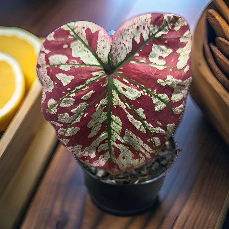 猩红玛丽泰国彩叶芋国内现货