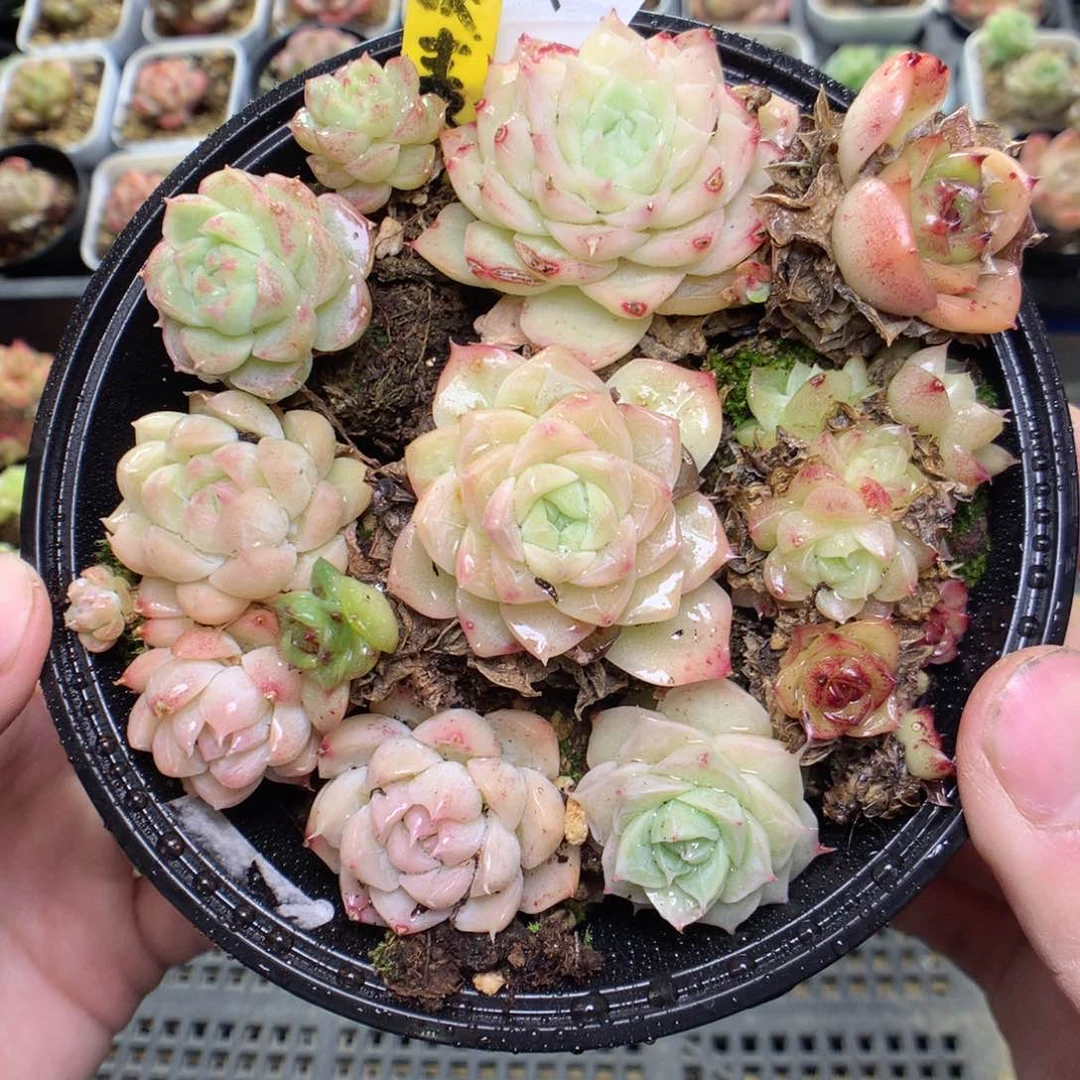 X63y y y y y y y y y y