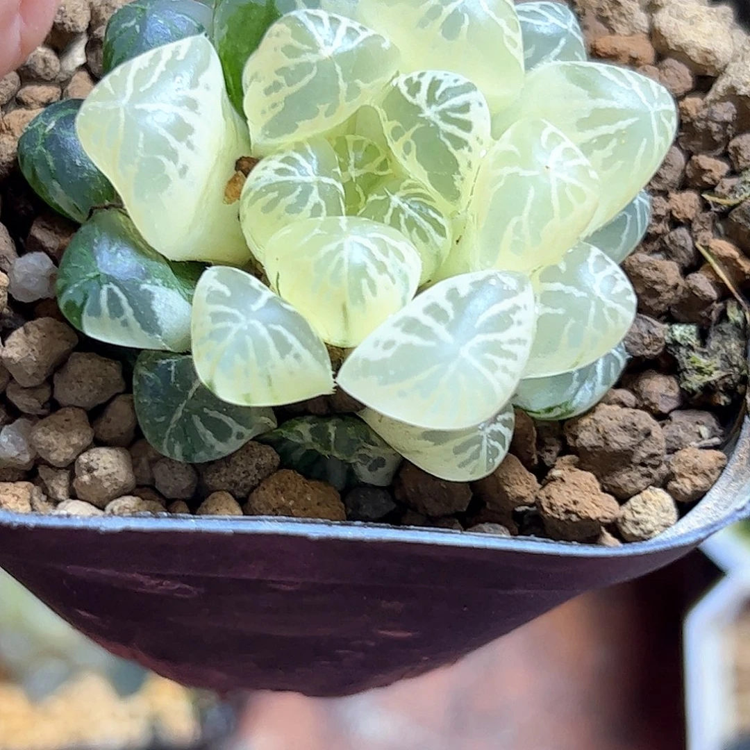 *****糊斑塑料皮锦十二卷多肉