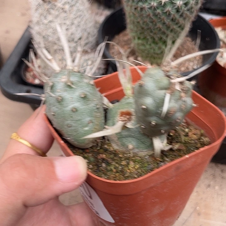 150纸刺团扇仙人球植物