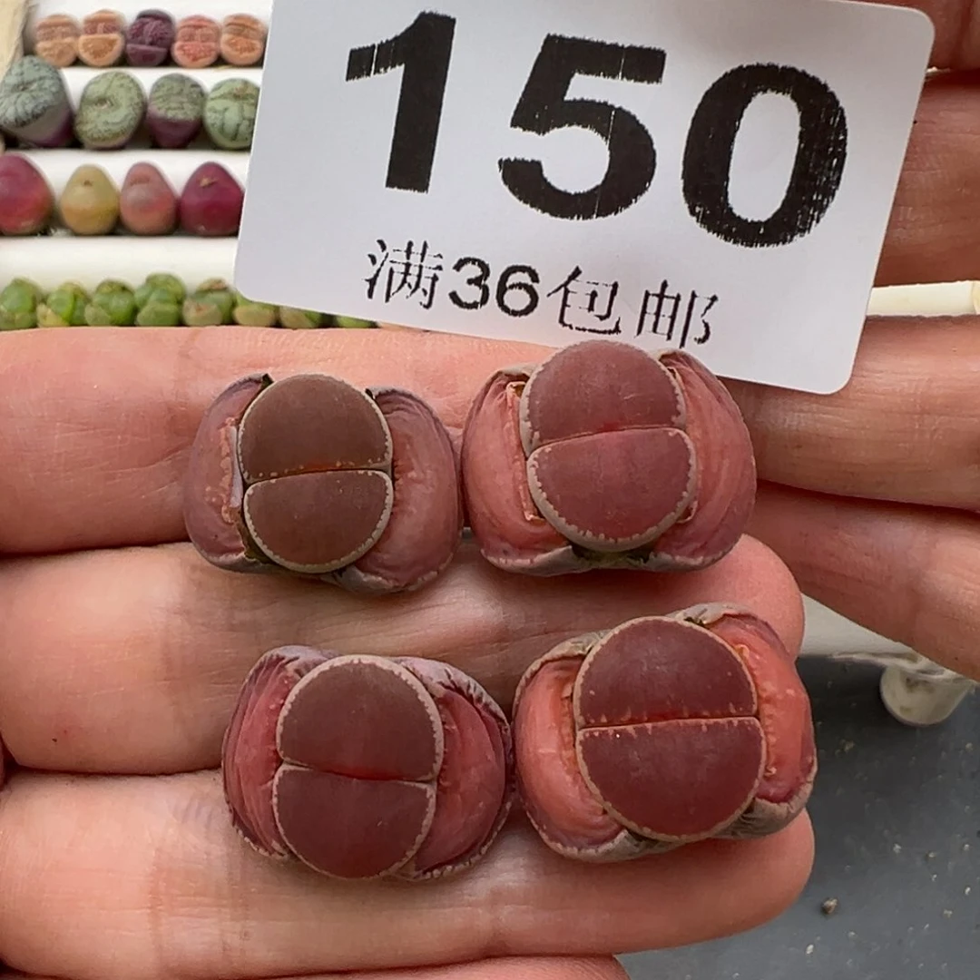 3.6好看的多肉脱土发货150