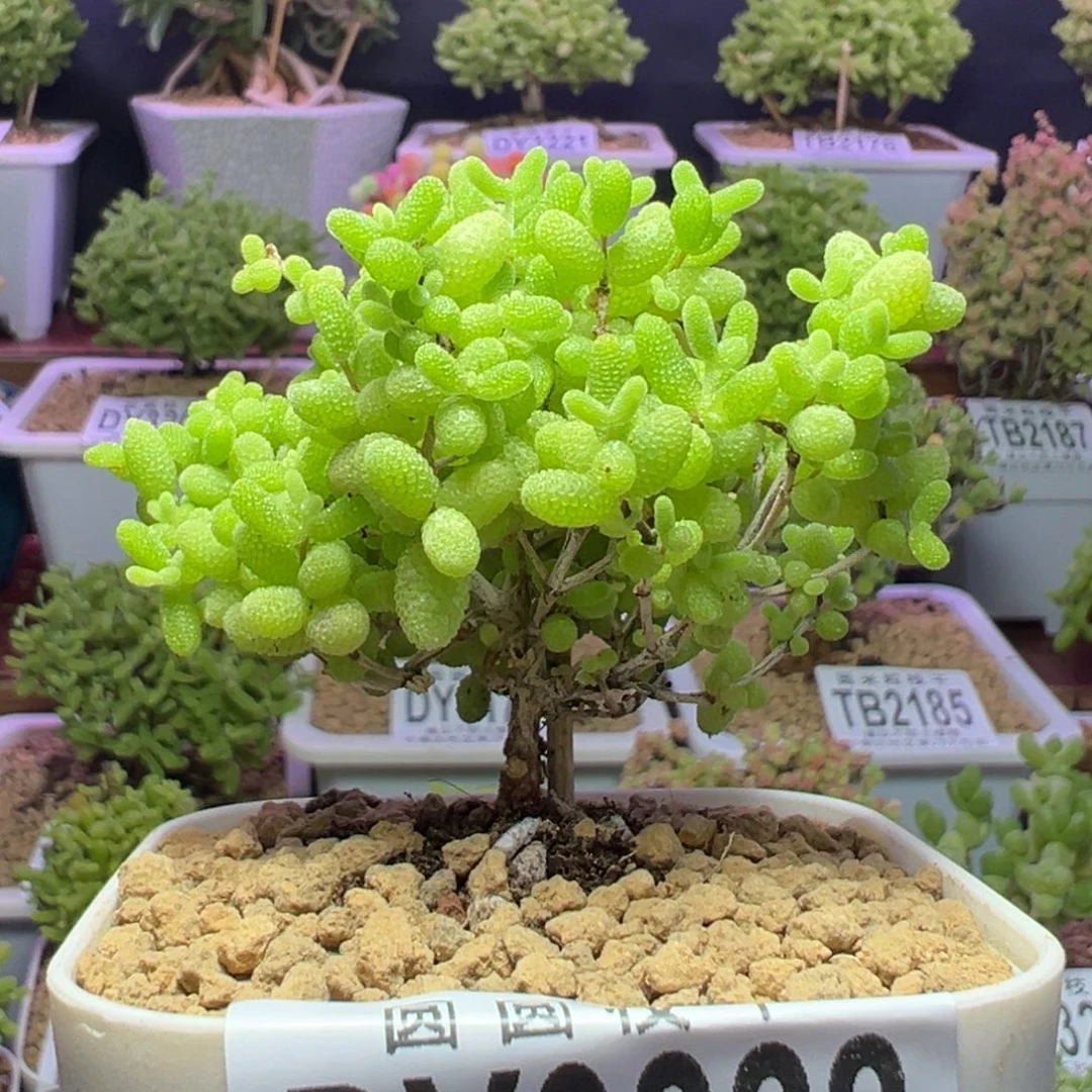 3228蜜橘糖球一物一拍