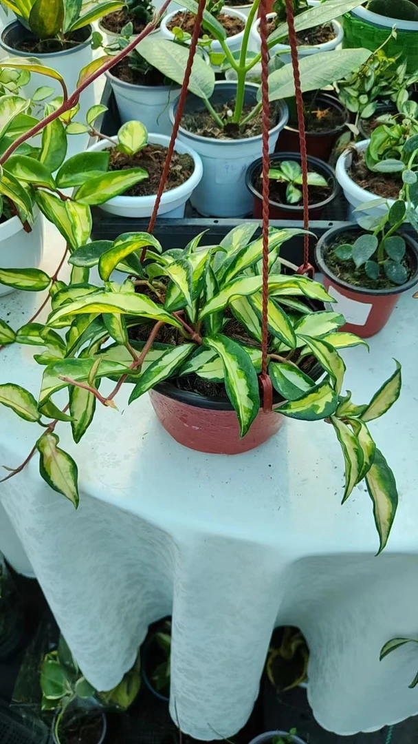 绿叶内锦秋兰  入门级高颜值懒人花卉垂直吊兰