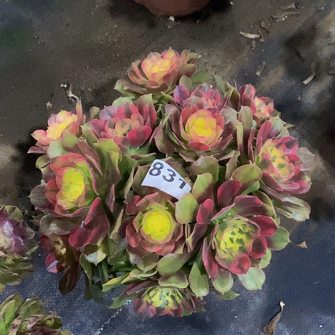 831香妃冠服25公分