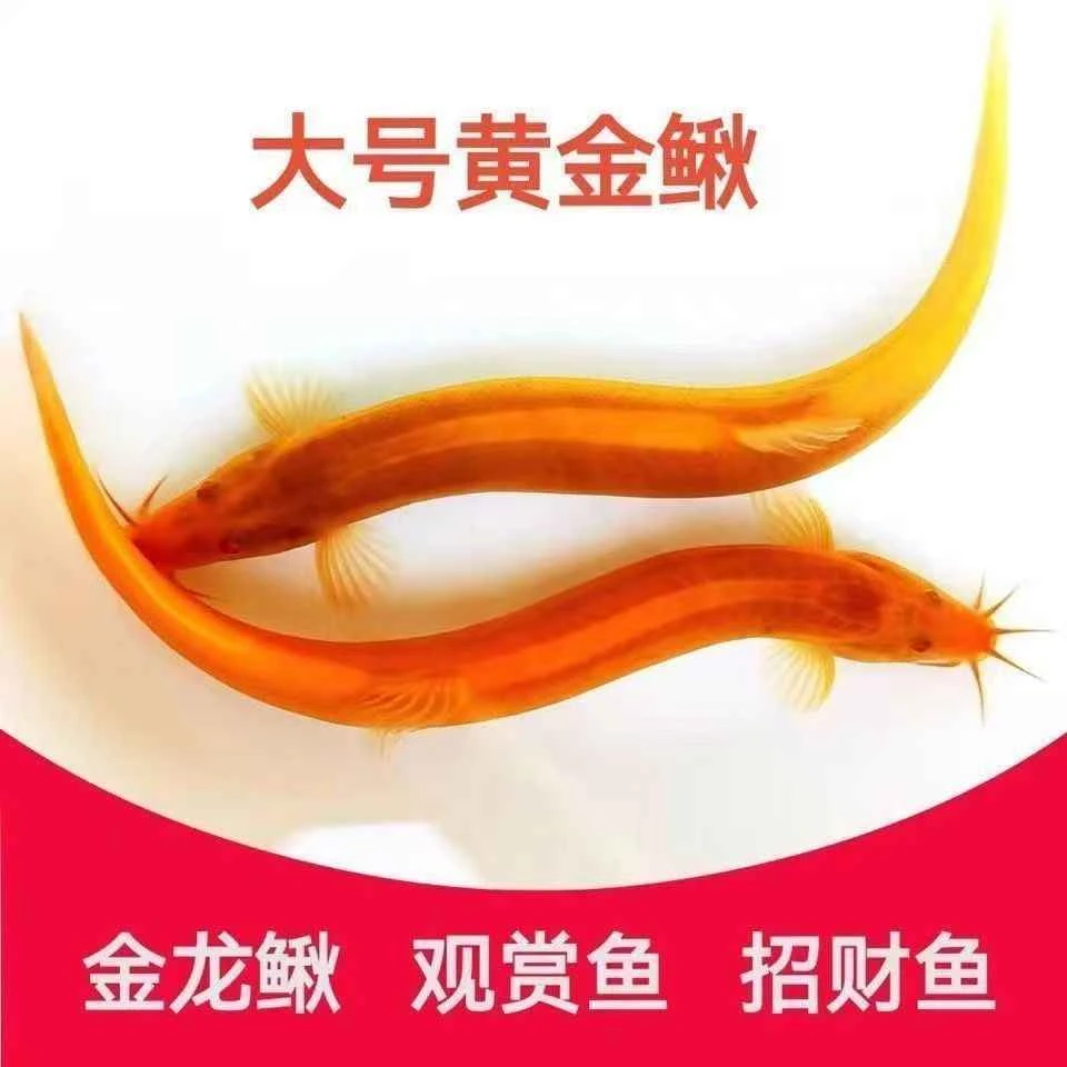 【水族】黄金泥鳅活体好养耐活清洁鱼缸工具鱼淡水免打氧观赏鱼