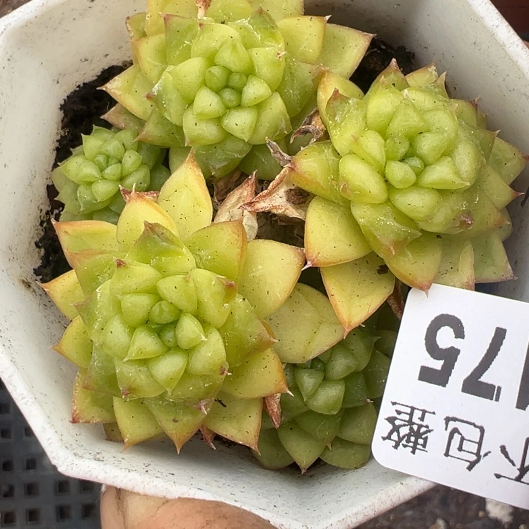 小卡拉米糖心一物一拍31-175