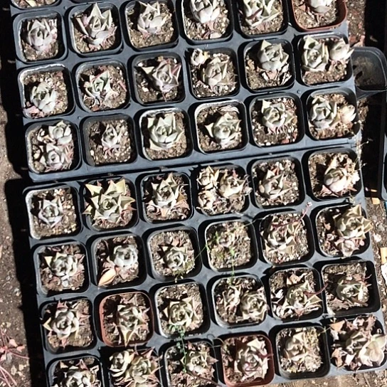 ?****、饺子皮48颗卫星的出不下来