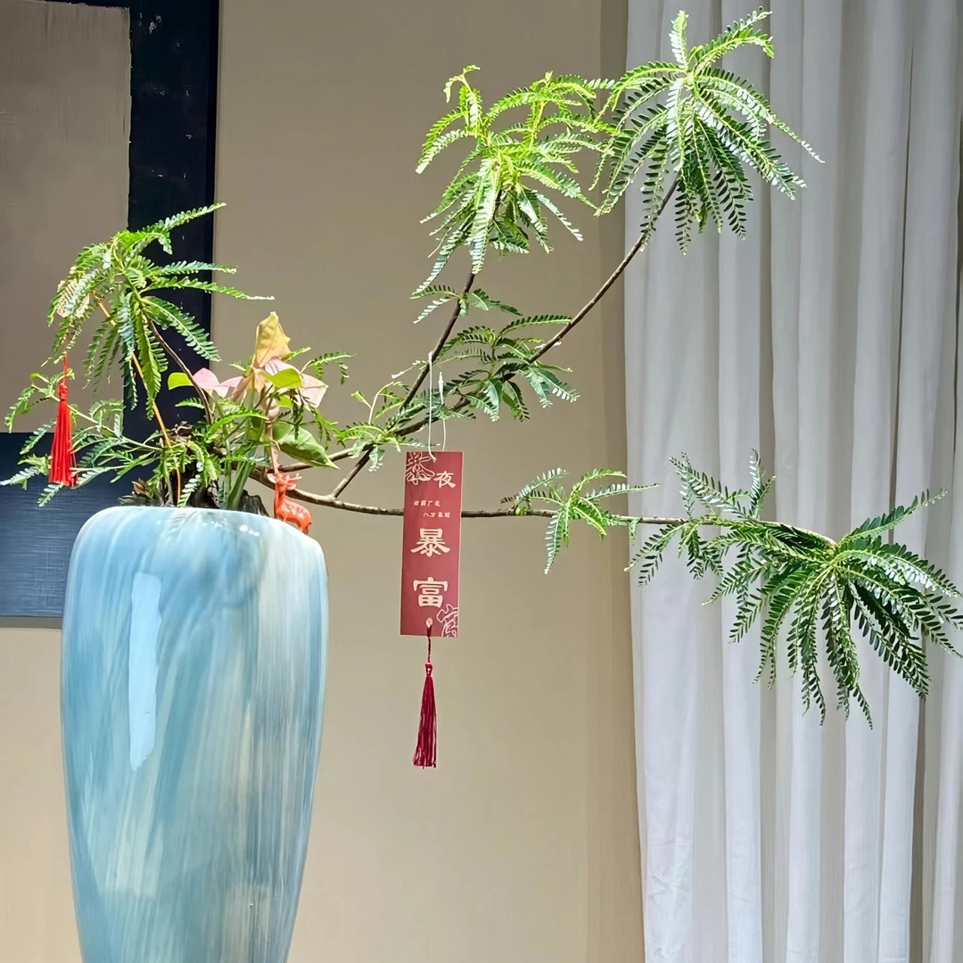 稀有海岛叶下珠 柳叶栀子花植物造景 可水培可土培（一物一拍）