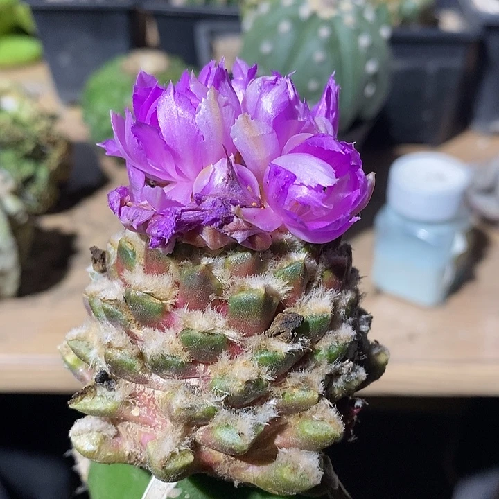 三角接姬牡丹锦福利