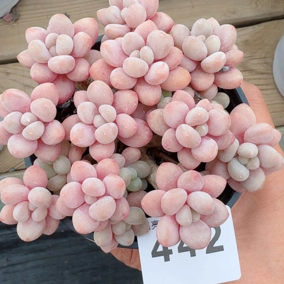 ?**佳鱼子酱         精品多肉