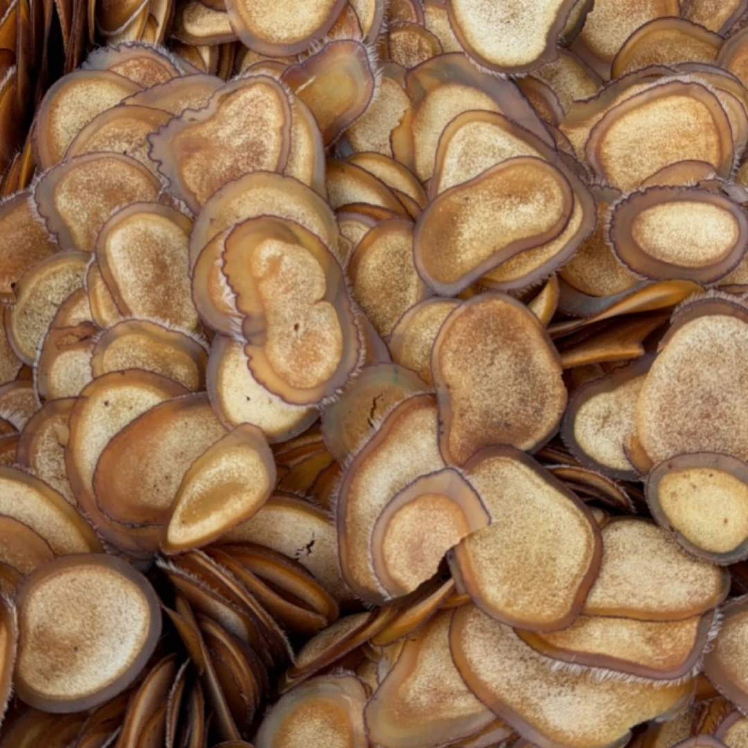 【小叶严选】长白山溯源-鹿茸半腊片-整根鹿茸切片- 12月31