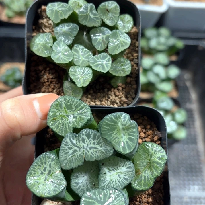 两颗万象多肉植物