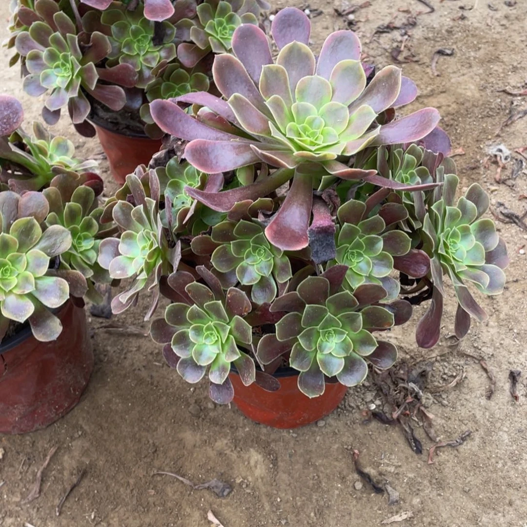 4244欧嘉莉法师多肉断枝不包