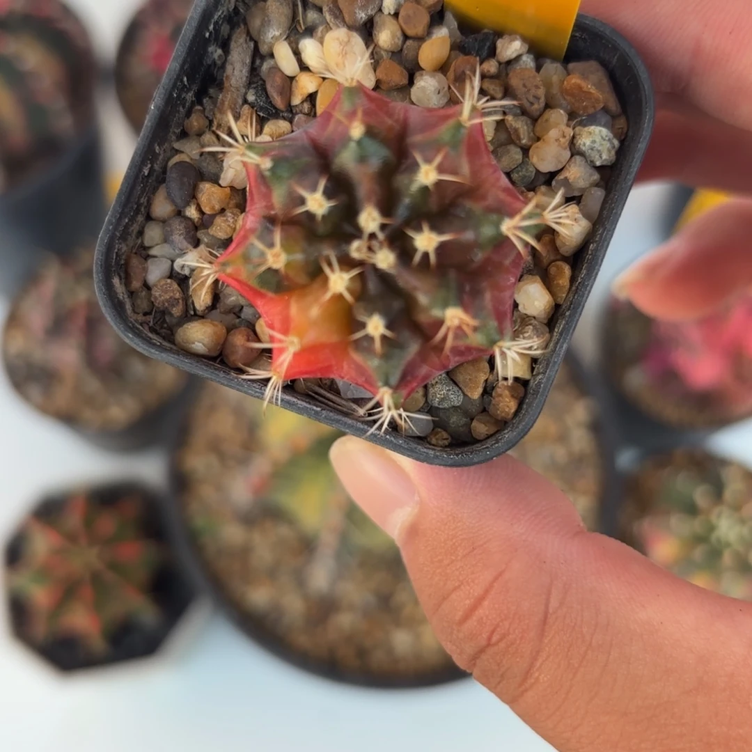 137-1216泰国发货多肉